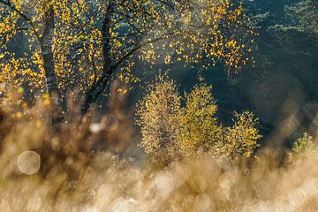 Couleurs d'automne sur Peet Romijn