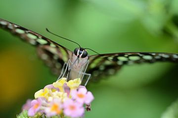 Vlinder in close up - butterfly in close up - Schmetterling - Papillon van Ineke Duijzer