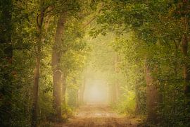 Zandpad in Misty Drenthe - Morning magic at Stuifzand by KB Design & Photography (Karen Brouwer)