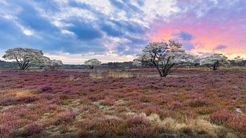 Sahara der Niederlande