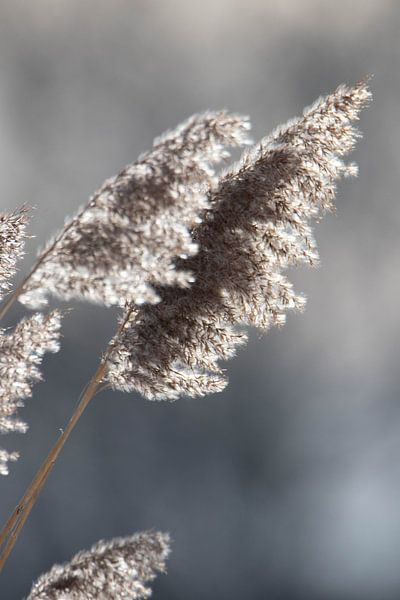 Schilf am Wasser #3 von Selwyn Smeets - SaSmeets Photography
