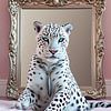 Weißer Leopard von Liona Toussaint