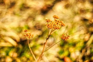 Flora in Zwolle by Liberty Biesma