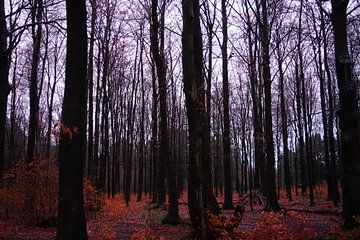Forêt sombre aux couleurs pourpres en automne sur Sharon Steen Redeker