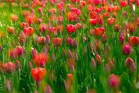 Knalrode tulpen in het groen