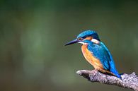 Kingfisher by Maurice van de Waarsenburg thumbnail