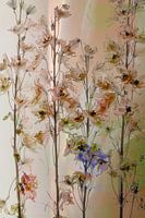 Larkspurs