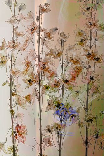 Larkspurs