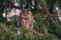 Rostige Waldohreule 2