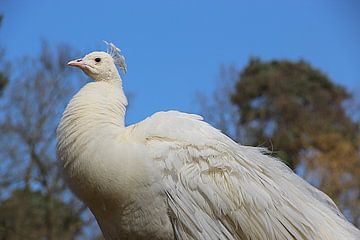 Fier paon blanc sur Wilma Overwijn