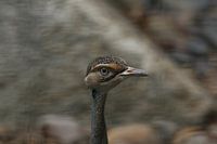 Oiseau