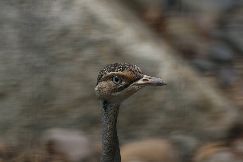 Bird by Suzana Luttermann