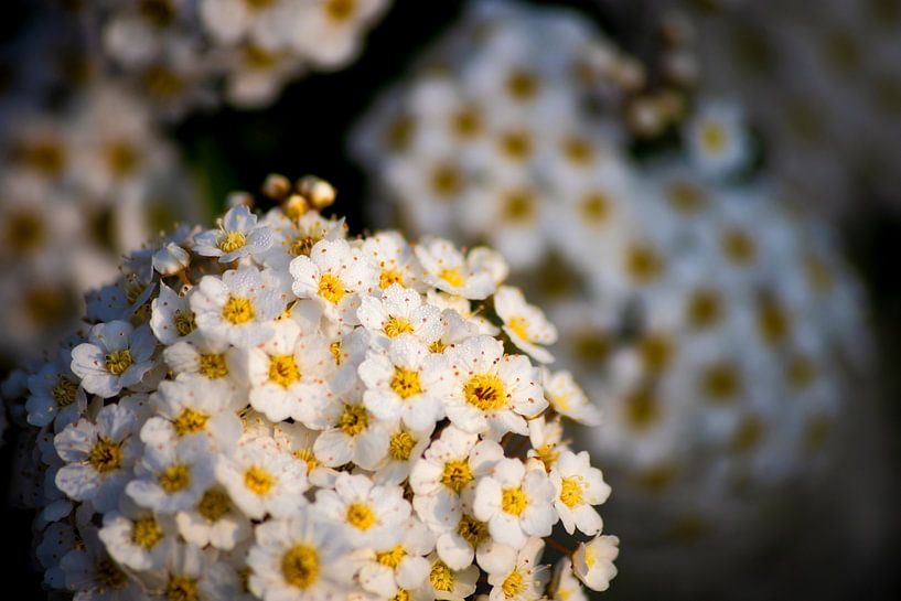 Witte Bloemen van Anthony Trabano