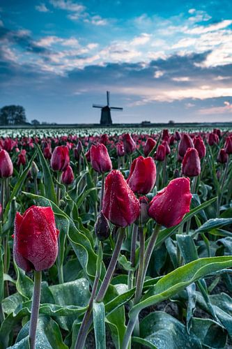 The cold tulips