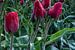 Die kalten Tulpen von Albert Lamme