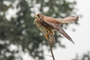 Oiseaux de proie : le faucon crécerellette sur Loek Lobel