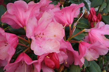 pink flowers van Wendy van Cuijk