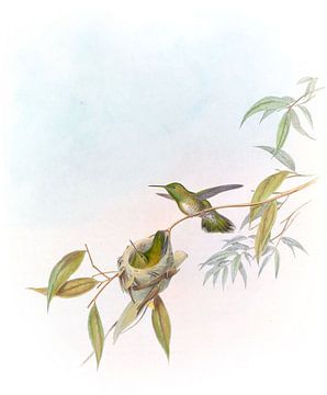 Allied Emerald, John Gould by Hummingbirds