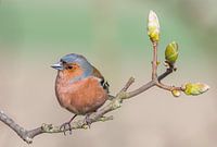 Vink in een voorjaars setting