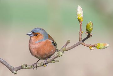 Finch in a spring setting