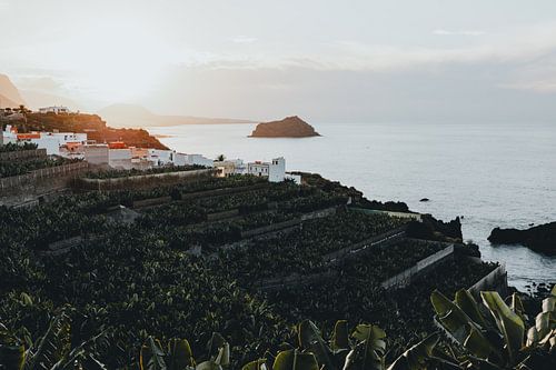 Zonsondergang bananenplantage Tenerife foto print
