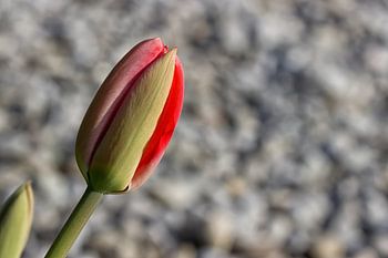 T u l p e n k n o s p e