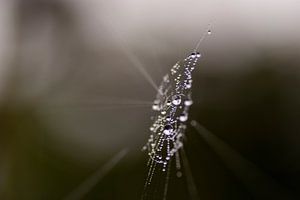 Abstraktes Bild von kristallinen Tautropfen in einem Spinnennetz