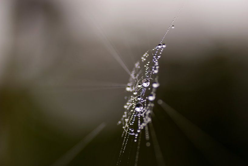 Abstract van kristalheldere dauwdruppels  in een  spinnenweb van Birgitte Bergman