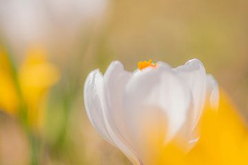Weißer Krokus im gelben Blumenbeet von Yolanda Wals