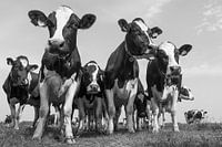 Cows