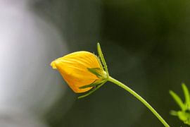 yellow flower by Sanne Voortman