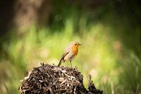 Roodborstje met Groene Lente Bokeh