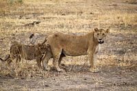 Faune et flore de Tanzanie, lionne et lionceau