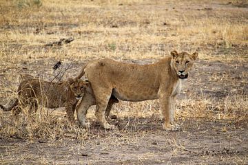 Wildtiere Tansania, Löwin und Junglöwe von Megan Schouten