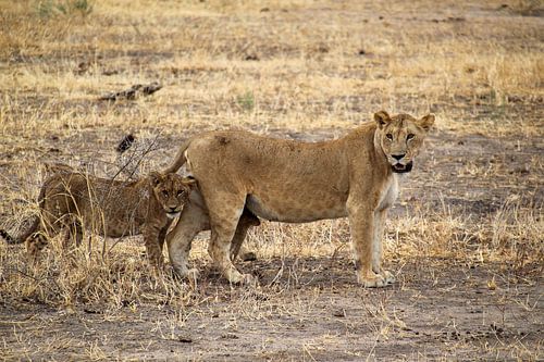 Wildlife Tanzania, lioness and cub