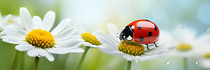 Roter Marienkäfer auf weißer Gänseblümchen vor verschwommenem grünem Naturhintergrund.