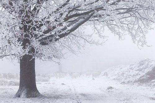 Sheep and tree, covered with glazed frost