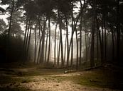 Mist in het bos van Mariska Vereijken thumbnail