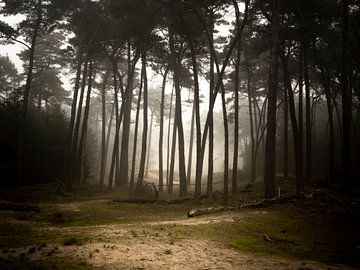 Fog in the forest by Mariska Vereijken