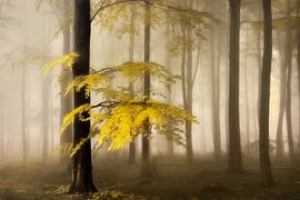 Feathers von Inge Bovens