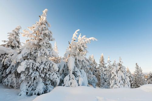Trees in Yellowstone National Park in winter