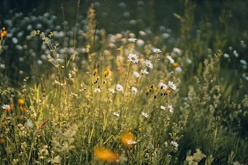 Kunst des Frühlings