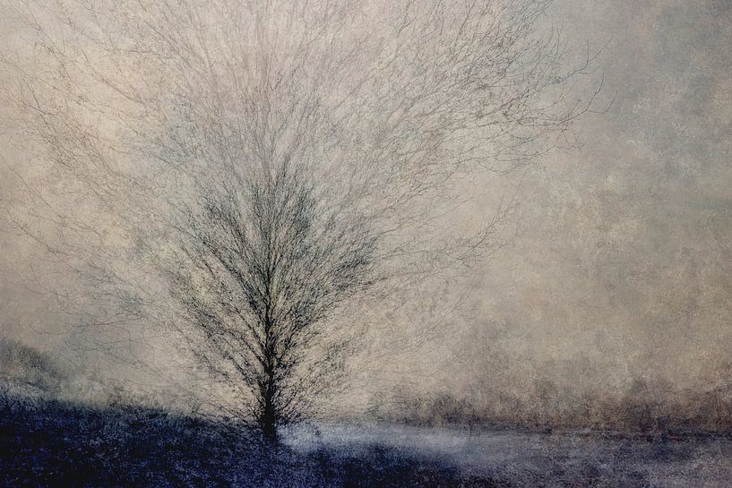 Tempest by Loulou Beavers
