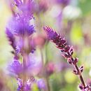 FLOWERS ON THE WALL by Manon Visser thumbnail