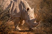 Breitmaulnashorn