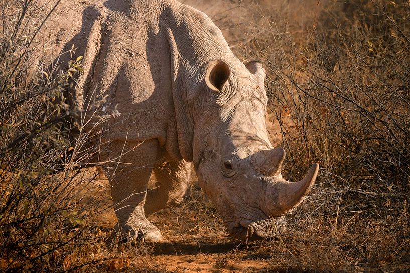 Rhinocéros blanc par Tjana Photography