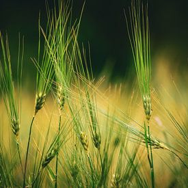 Une pelouse apaisante sur un fond doux sur Bas Potman