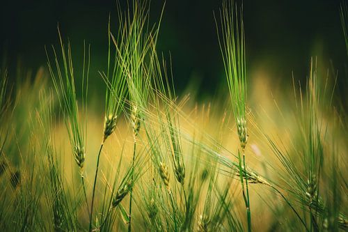 Beruhigendes grünes Gras vor einem sanften Hintergrund von Bas Potman