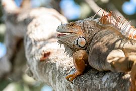 Regal Stillness - The Iguana in Its Natural Throne by Femke Ketelaar