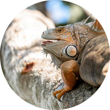 Vorstelijke Verstilling - De Iguana in Zijn Natuurlijke Troon van Femke Ketelaar
